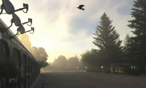 Raven flying over on misty summer morning 2020